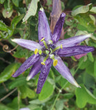 Passiflora umbilicata | 5_Seeds