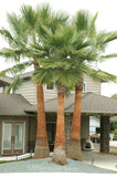 Washingtonia robusta | Mexican fan palm | Skyduster | 10_Seeds