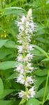 Agastache rugosa Alba | Liquorice White Anise Hyssop | Snow Spike | 50_Seeds