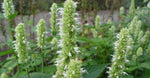 Agastache rugosa Alba | Liquorice White Anise Hyssop | Snow Spike | 50_Seeds