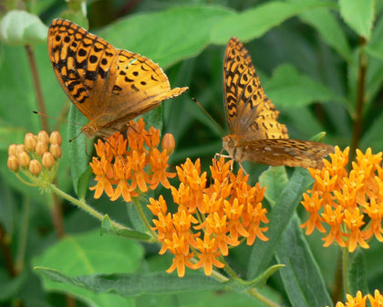 Asclepias Seeds