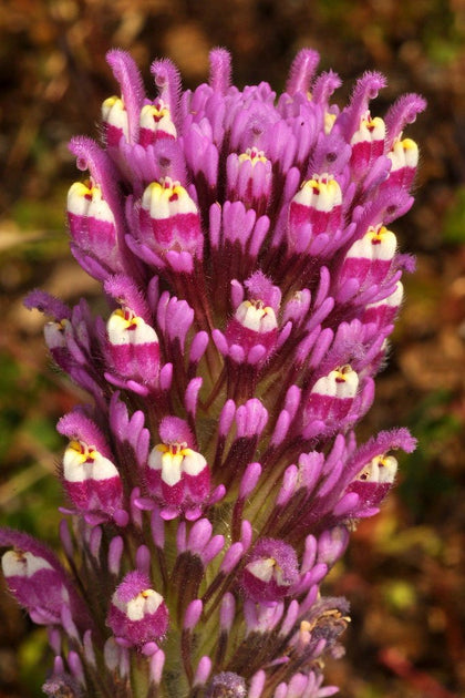 Annual Seeds