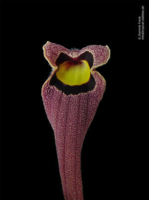 Aristolochia Seeds