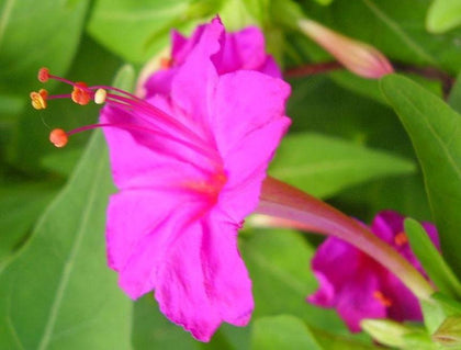 Perennial Seeds