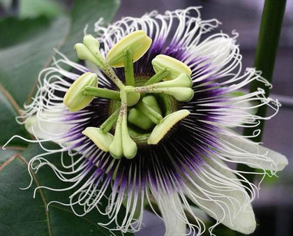 Passiflora Seeds