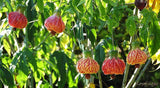 Abutilon pictum | Flowering Nabob & Parlour Maple | 10_Seeds