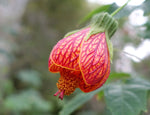 Abutilon pictum | Flowering Nabob & Parlour Maple | 10_Seeds