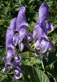 Aconitum variegatum | Devils Helmet | European Monkshood | Wolfs Bane | 10_Seeds