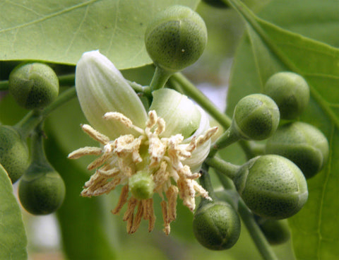 Aegle marmelos | Bael Fruit | Bengal Quince | Golden Apple | 10_Seeds