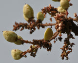 Boswellia serrata | Indian Frankincense | Salai Guggal | 10_Seeds