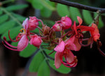 Cassia roxburghii | Ceylon Senna | Red Cassia | 10_Seeds