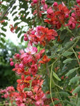 Cassia roxburghii | Ceylon Senna | Red Cassia | 10_Seeds
