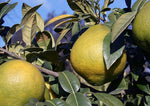 Citrus macroptera | Shatkora | Hatkhora | Ginger Lime | Wild Orange | 10_Seeds