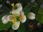 Citrus macroptera | Shatkora | Hatkhora | Ginger Lime | Wild Orange | 10_Seeds