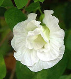 Clitoria ternatea Double White | 10_Seeds