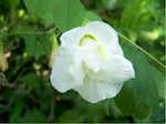 Clitoria ternatea Double White | 10_Seeds