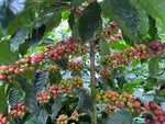 Coffea arabica Chandragiri | 5_Seeds