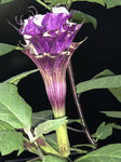 Datura metel Triple Purple | 20_Seeds