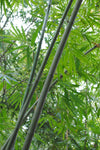 Dendrocalamus longispathus | Long Sheath & Clumping Edible Bamboo | 20_Seeds