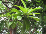 Dillenia indica | Chulta | Elephant Apple | Hondapara Tree | Ou Tenga | 20_Seeds