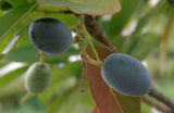 Elaeocarpus floribundus | Indian Olive | Jalpai | 5_Seeds