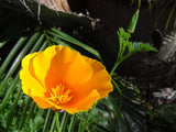 Eschscholzia californica | California Poppy & Sunlight | Cup of Gold | 100_Seeds