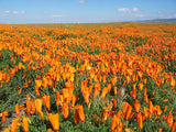 Eschscholzia californica | California Poppy & Sunlight | Cup of Gold | 100_Seeds