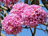 Handroanthus impetiginosus | Lavender & Pink Trumpet Tree | 5_Seeds