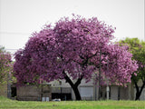 Handroanthus impetiginosus | Lavender & Pink Trumpet Tree | 5_Seeds