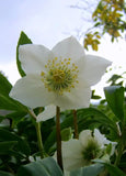 Helleborus niger | Lenten & Christmas Rose | Black Hellebore | 10_Seeds