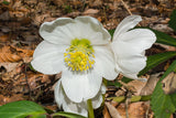Helleborus niger | Lenten & Christmas Rose | Black Hellebore | 10_Seeds