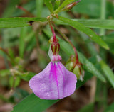 Hybanthus enneaspermus | Spade Flower | Ratanpurus | Indian Violet | 50_Seeds