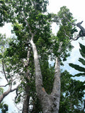 Intsia bijuga | Moluccan Ironwood | Ipil | Borneo Teak | Kwila | 5_Seeds