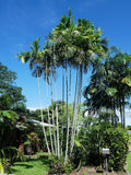 Ptychosperma macarthurii | Darwin & Macarthur Palm | 5_Seeds