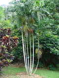 Ptychosperma macarthurii | Darwin & Macarthur Palm | 5_Seeds