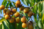 Sapindus mukorossi | Indian & Chinese Soapberry | Washnut | 5_Seeds