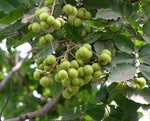 Sapindus mukorossi | Indian & Chinese Soapberry | Washnut | 5_Seeds