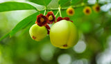 Sauropus androgynus | Sweet Leaf | Sweetleaf Bush | Katuk | 20_Seeds