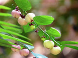 Sauropus androgynus | Sweet Leaf | Sweetleaf Bush | Katuk | 20_Seeds