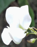 Tephrosia candida | White | 10_Seeds