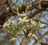 Wrightia tinctoria | Pala Indigo | Dyers Oleander | 20_Seeds