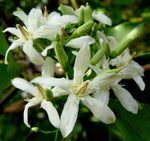 Wrightia tinctoria | Pala Indigo | Dyers Oleander | 20_Seeds