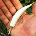 Abelmoschus esculentus White Fruit | White Velvet Okra |Ladies Fingers| 10_Seeds