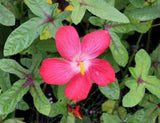 Abelmoschus moschatus | Abelmosk | Ambrette | Annual hibiscus | 20_Seeds