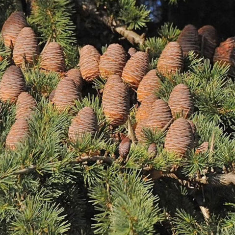 Abies grandis | Grand & Giant & Lowland White Fir | 10_Seeds