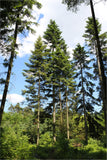 Abies grandis | Grand & Giant & Lowland White Fir | 10_Seeds