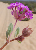 Abronia villosa | Desert Sand Verbena | 10_Seeds