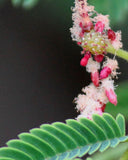 Acacia concinna | Shikakai | Soap Pod | 10_Seeds