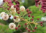 Acacia concinna | Shikakai | Soap Pod | 10_Seeds