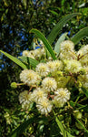 Acacia melanoxylon | Australian Blackwood | Mudgerabah | Tasman | 10_Seeds